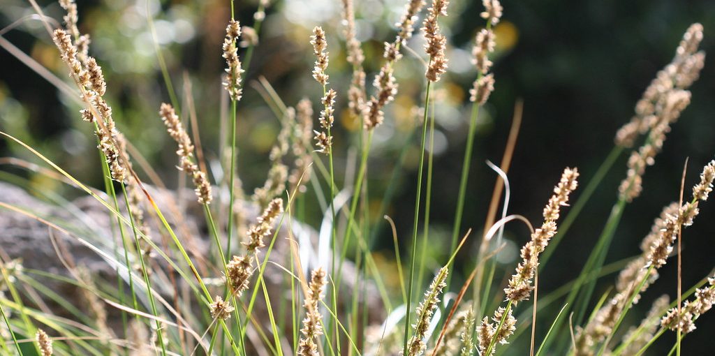 How to Plant Grass in Arizona