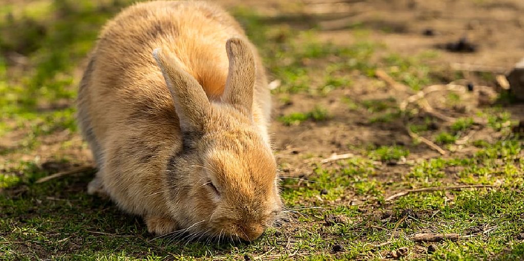 How to Repair Lawn Damaged by Rabbits