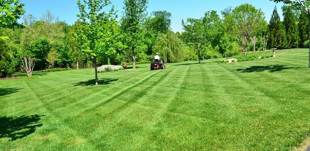 How to Repair a Lawn Full of Weeds