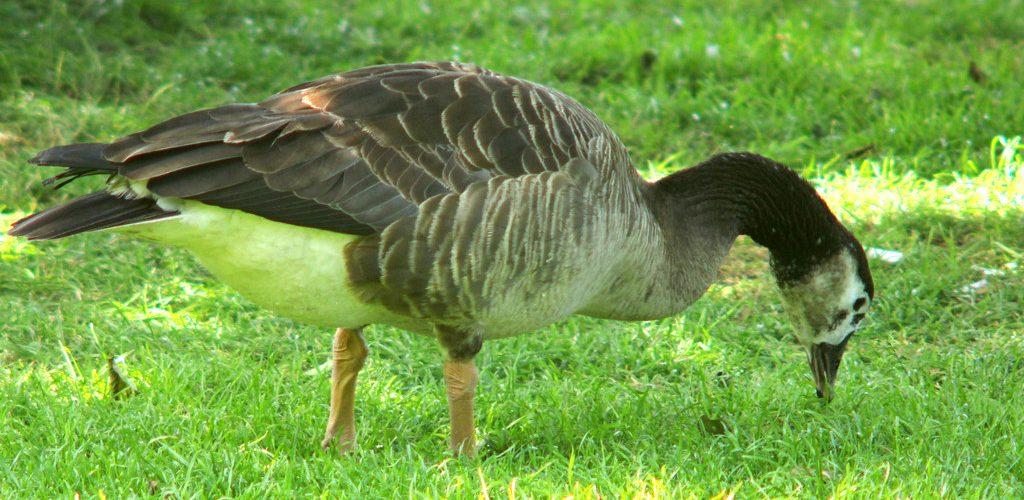 How to Scare Geese Off Your Lawn