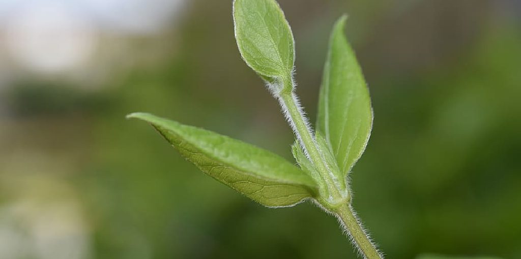 How to Strengthen Plant Stems