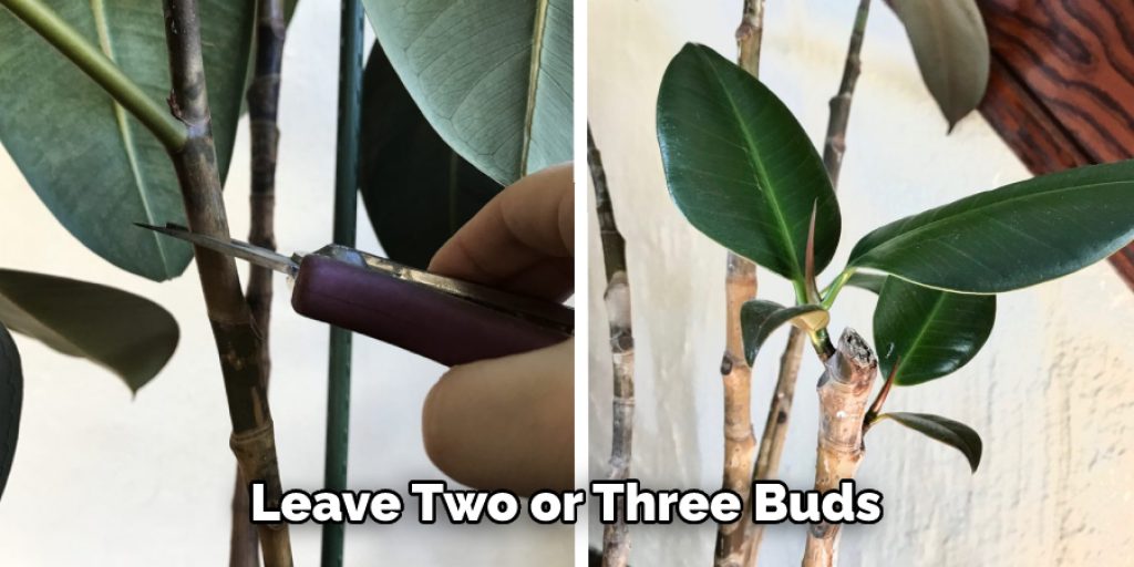 Leave Two or Three Buds