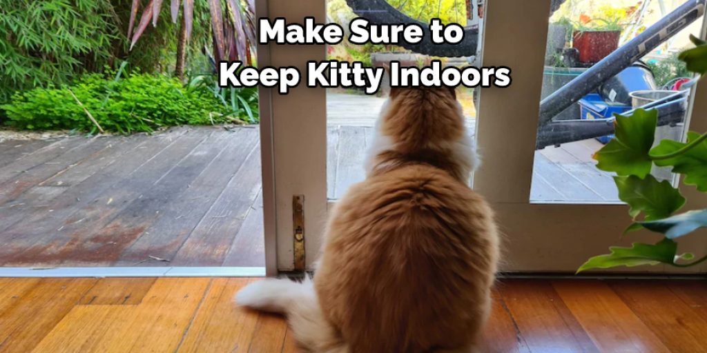 Make Sure to Keep Kitty Indoors