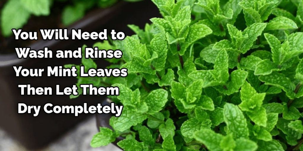 Methods on How to Pick Mint Leaves Without Killing Plant