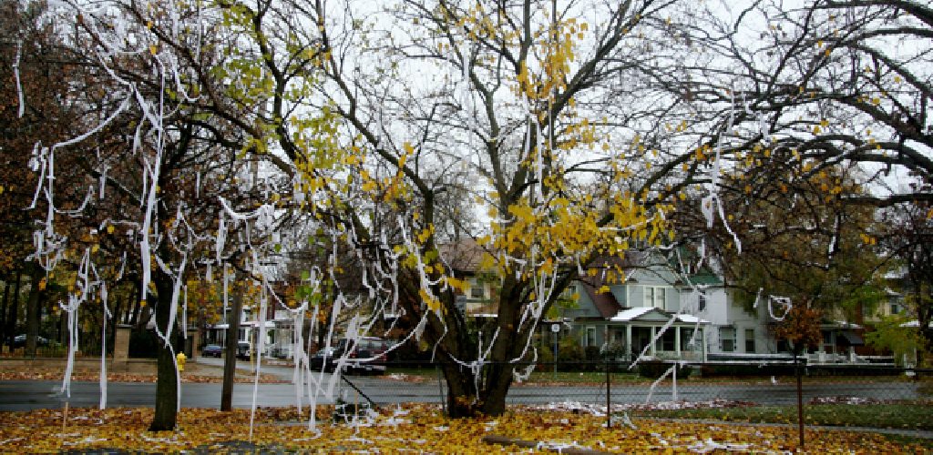 How to Remove Toilet Paper From Trees