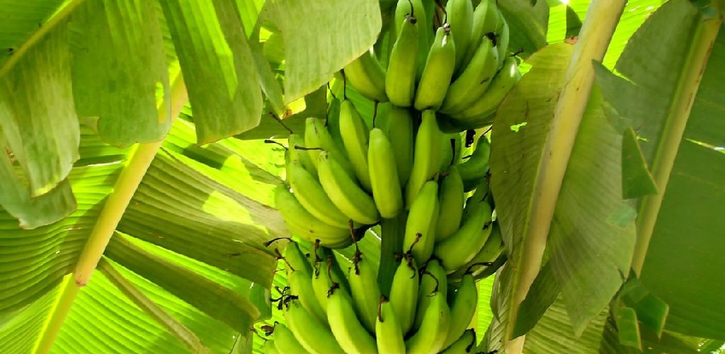 How to Propagate Banana Plant Aquarium