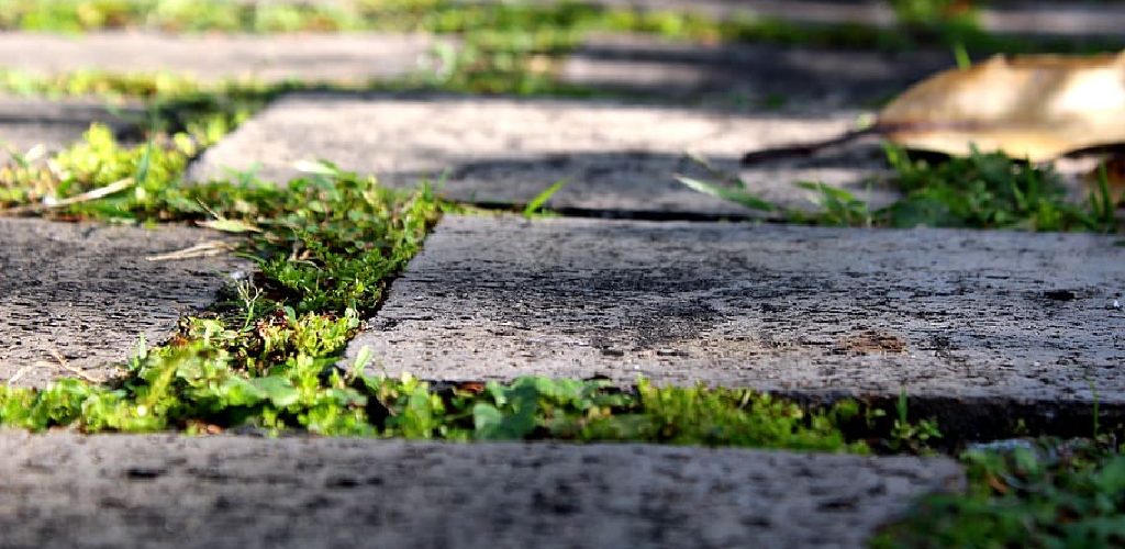 How to Grow Moss Between Pavers