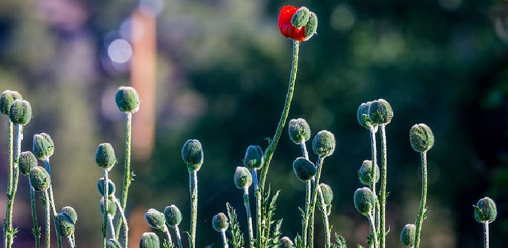 How to Make Plant Stems Stronger