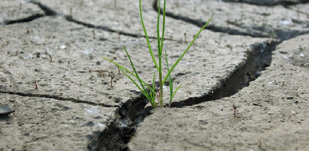How to Repair a Dry Cracked Lawn