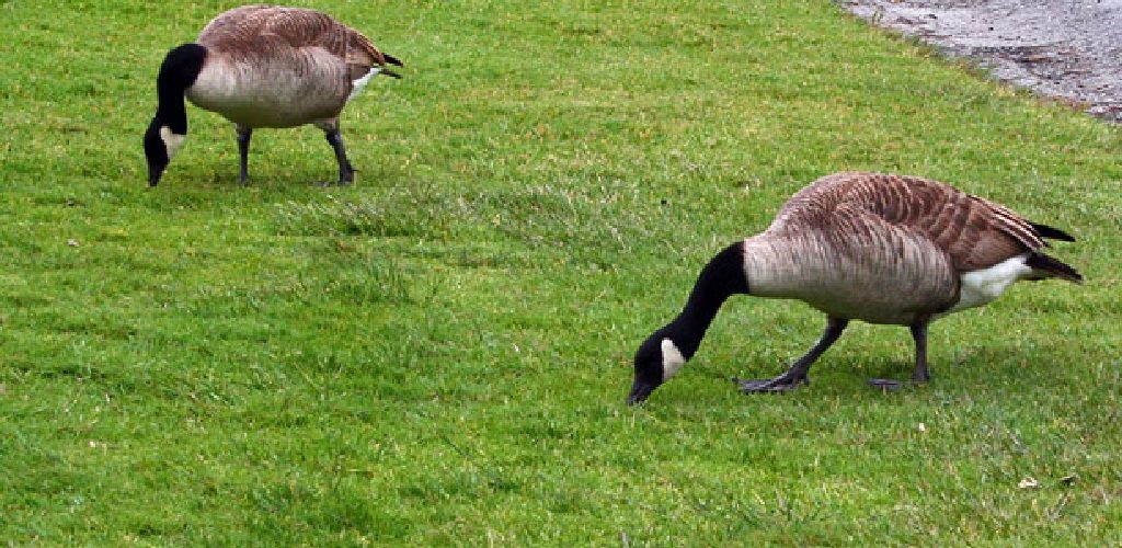 How Do I Keep Geese Off My Lawn