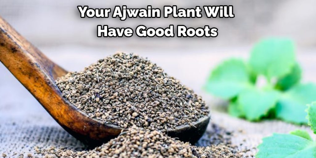 Your Ajwain Plant Will  Have Good Roots