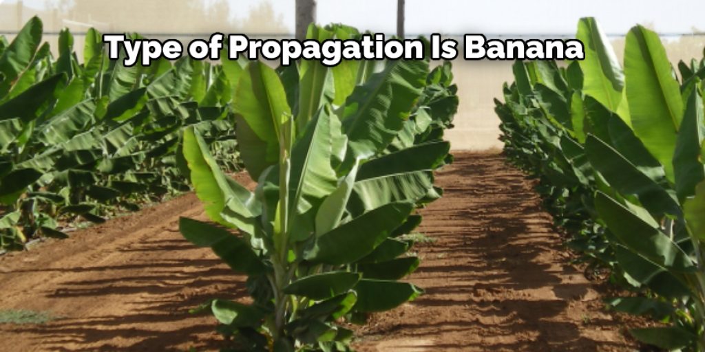  Type of Propagation Is Banana