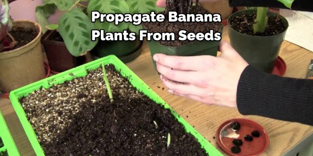  Propagate Banana  Plants From Seeds