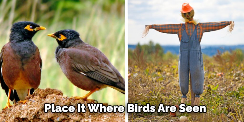 Place It Where Birds Are Seen