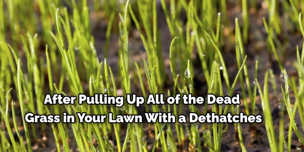 Plant New Grass to Get Rid of Thick Grass in Lawn