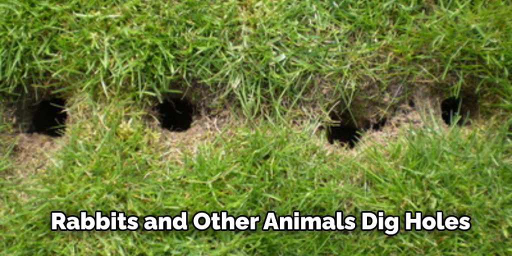 Rabbits and Other Animals Dig Holes