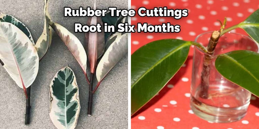 Rubber Tree Cuttings Root in Six Months