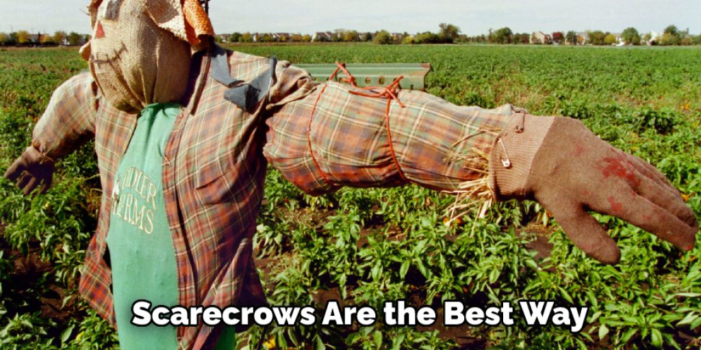 Scarecrows Are the Best Way