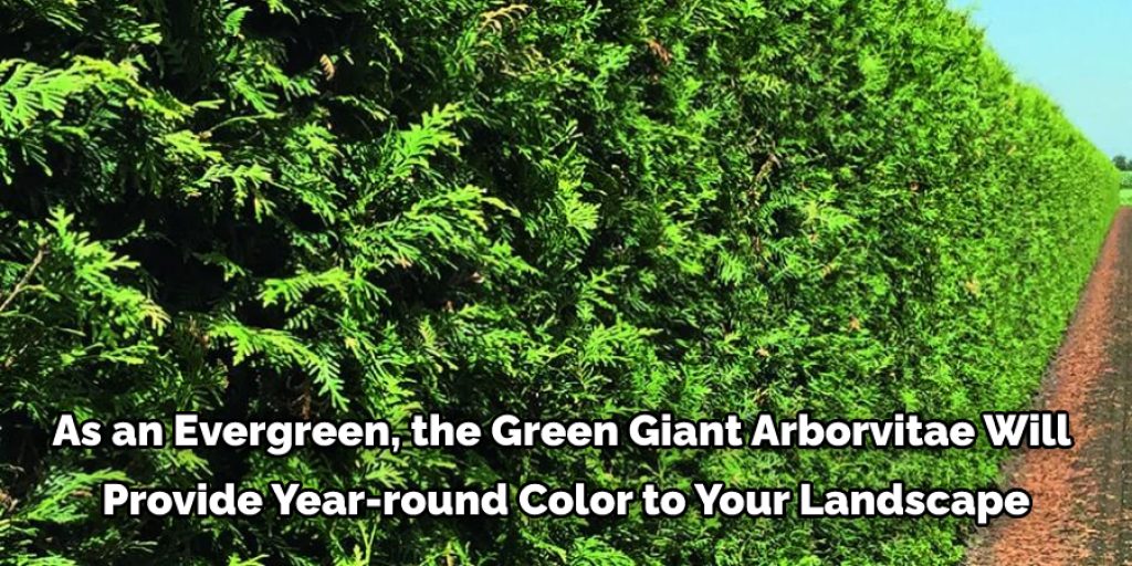 8 Benefits for Planting Arborvitae Green Giant