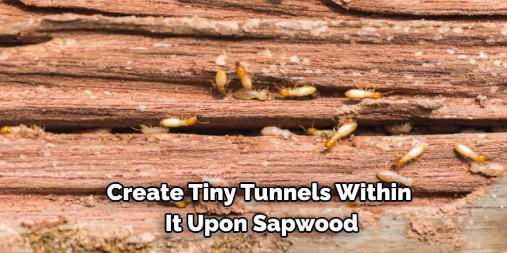 Create Tiny Tunnels Within It Upon Sapwood