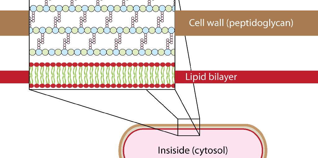 How Do Bacterial Cell Walls Differ From Plant Cell Walls