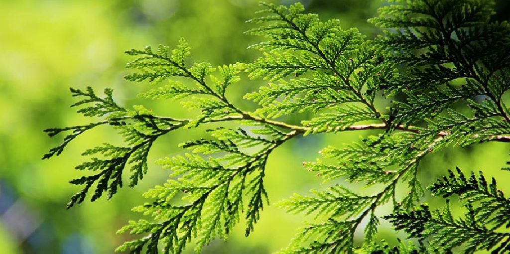 How Far Apart to Plant Arborvitae Green Giant