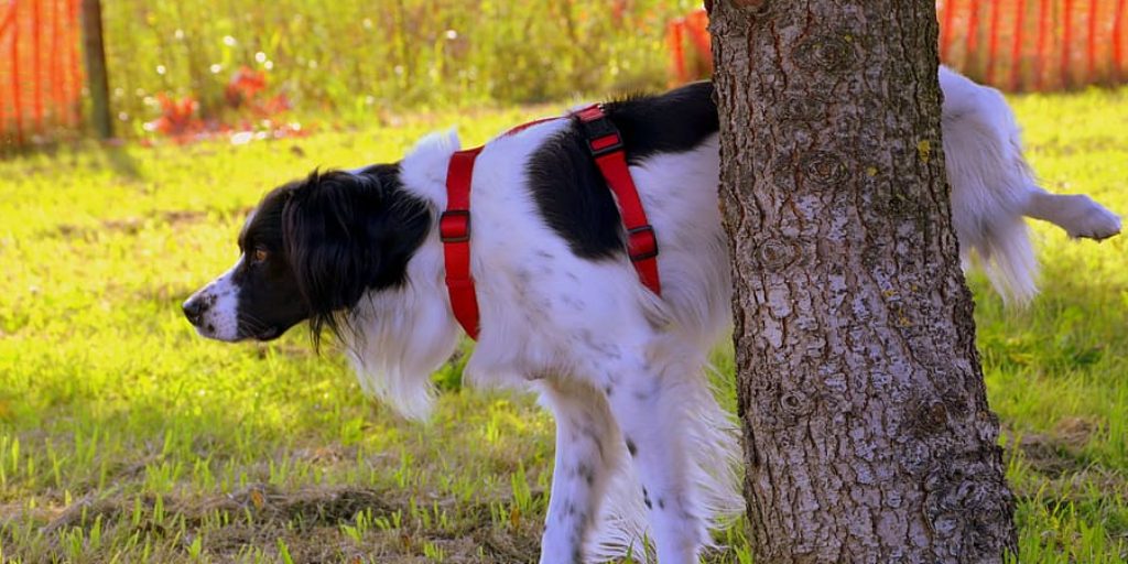 how to stop dog from peeing on ac unit