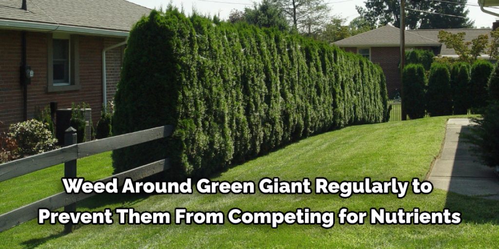 Maintenance and Caring Tips for Arborvitae Green Giant