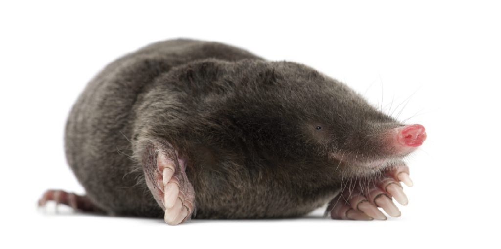 How To Get Rid Of Ground Moles With Vinegar 8 Steps 2024 