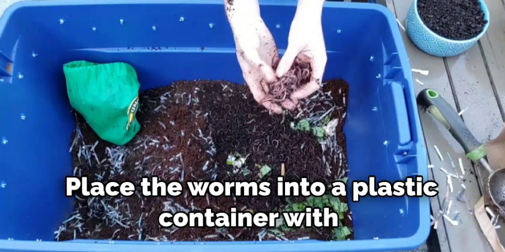 Place the worms into a plastic container with holes on top so they can breathe. 