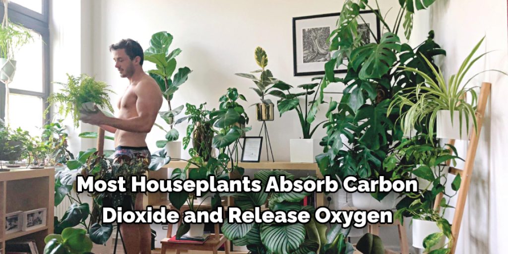  Most Houseplants Absorb Carbon  Dioxide and Release Oxygen