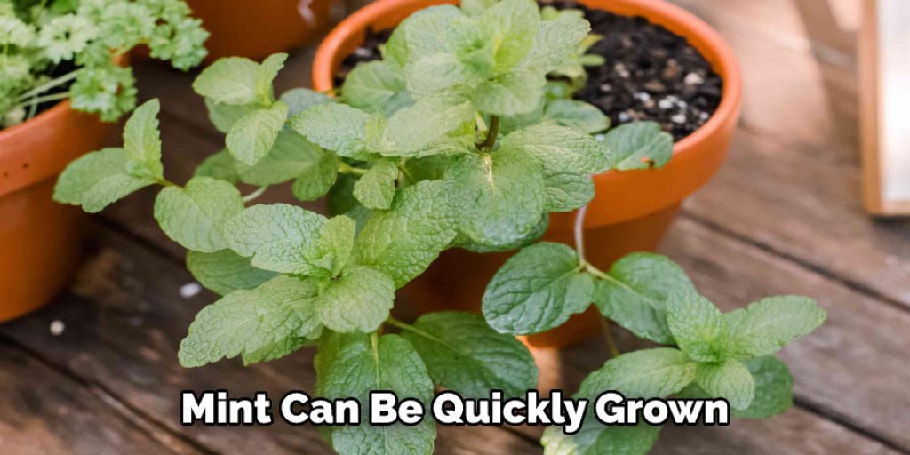 Mint Can Be Quickly Grown