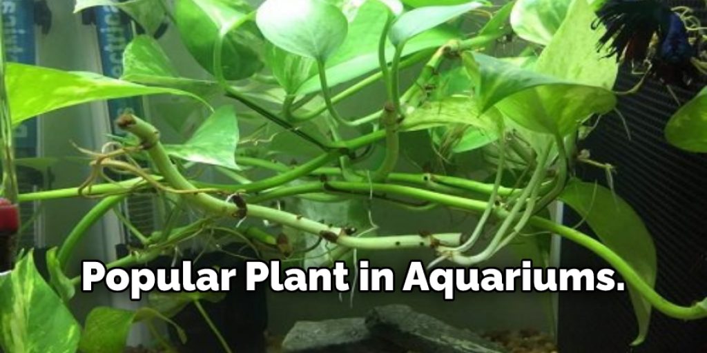  Popular Plant in Aquariums.