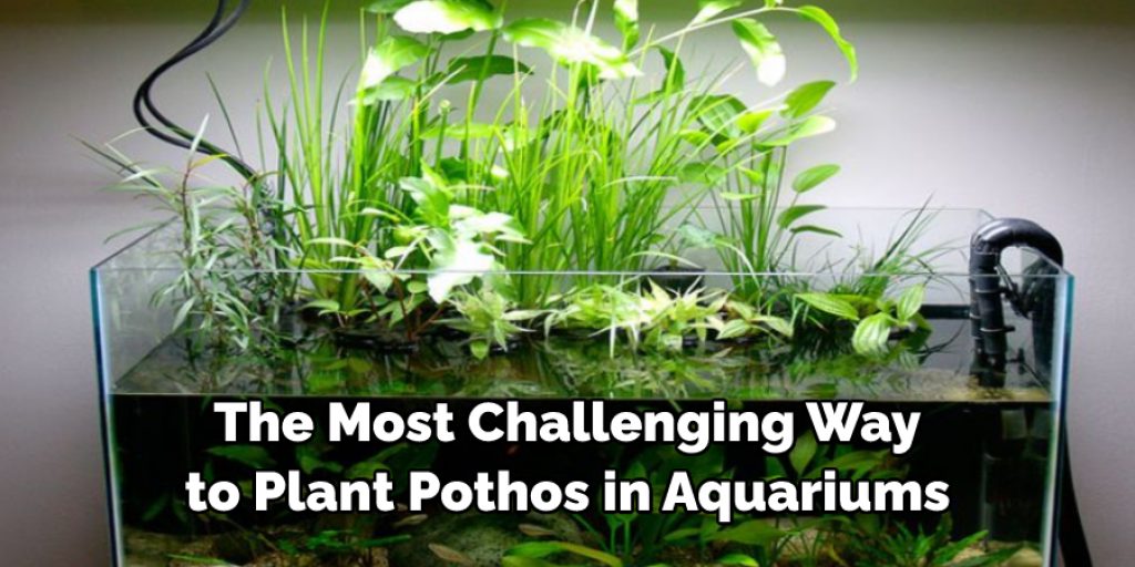  The Most Challenging Way to Plant Pothos in Aquariums