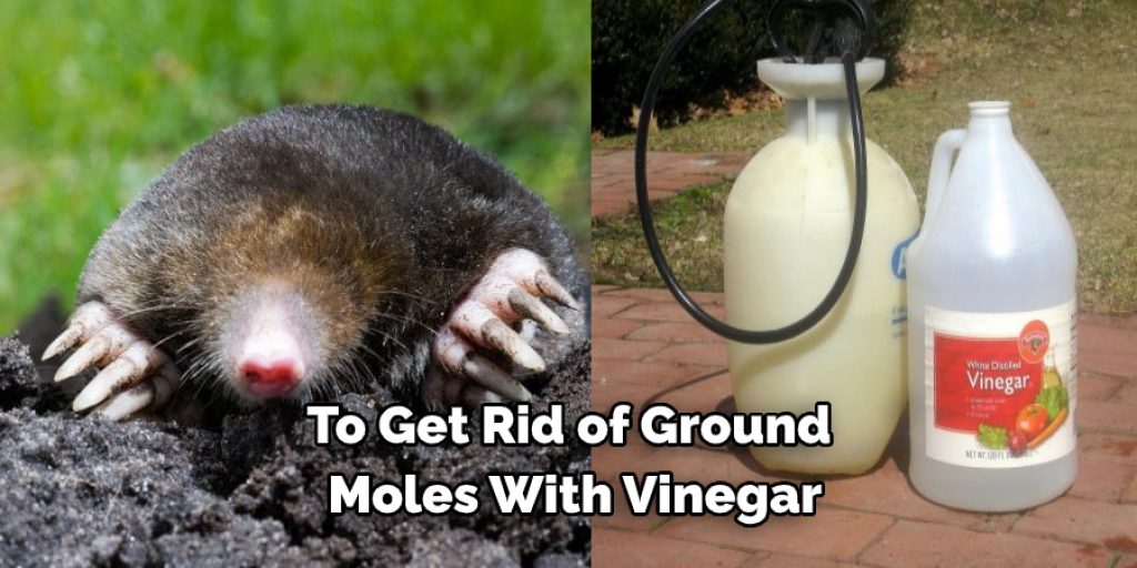 To Get Rid of Ground  Moles With Vinegar