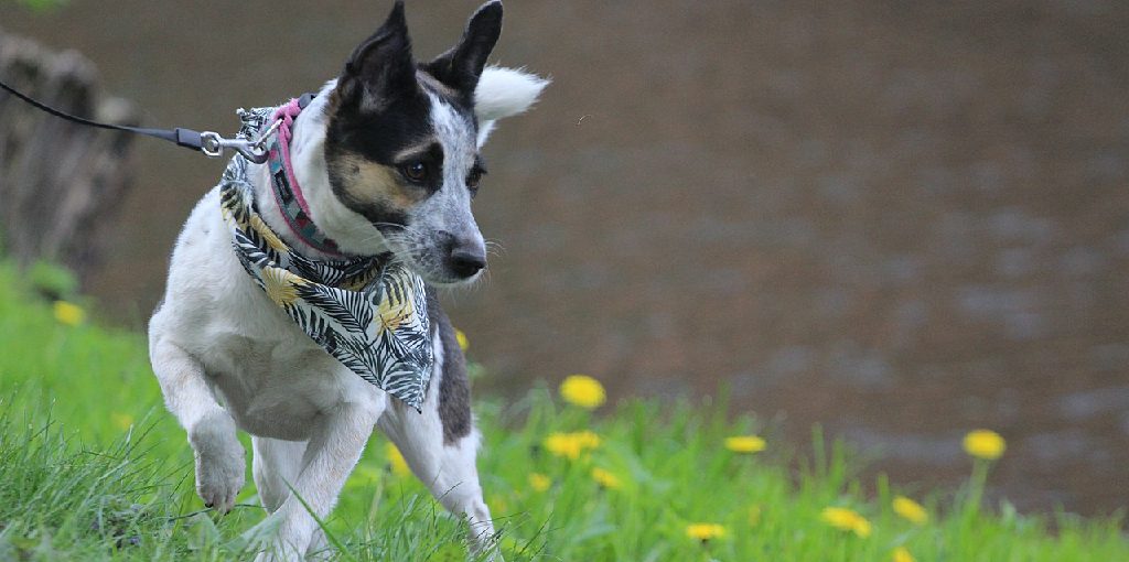 How to Discipline a Rat Terrier