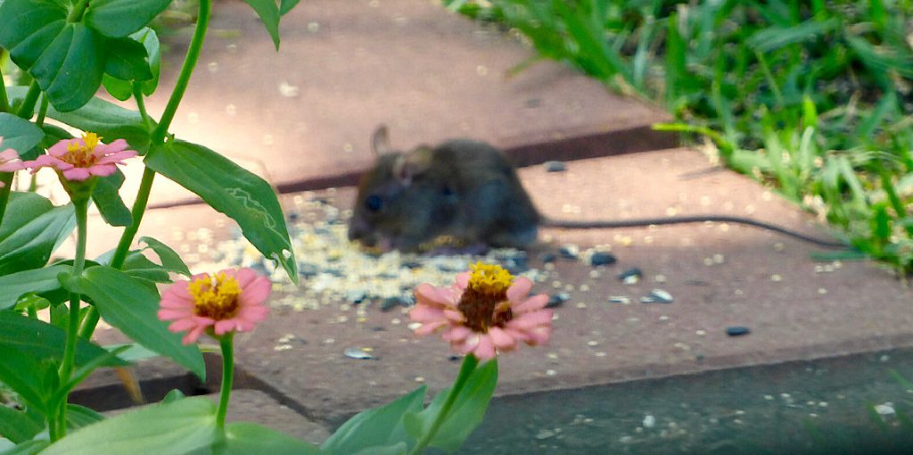 How to Fill Rat Holes in Garden