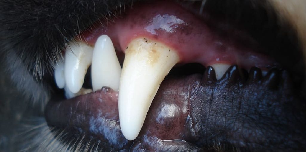 How to Fix Pointy Canine Teeth