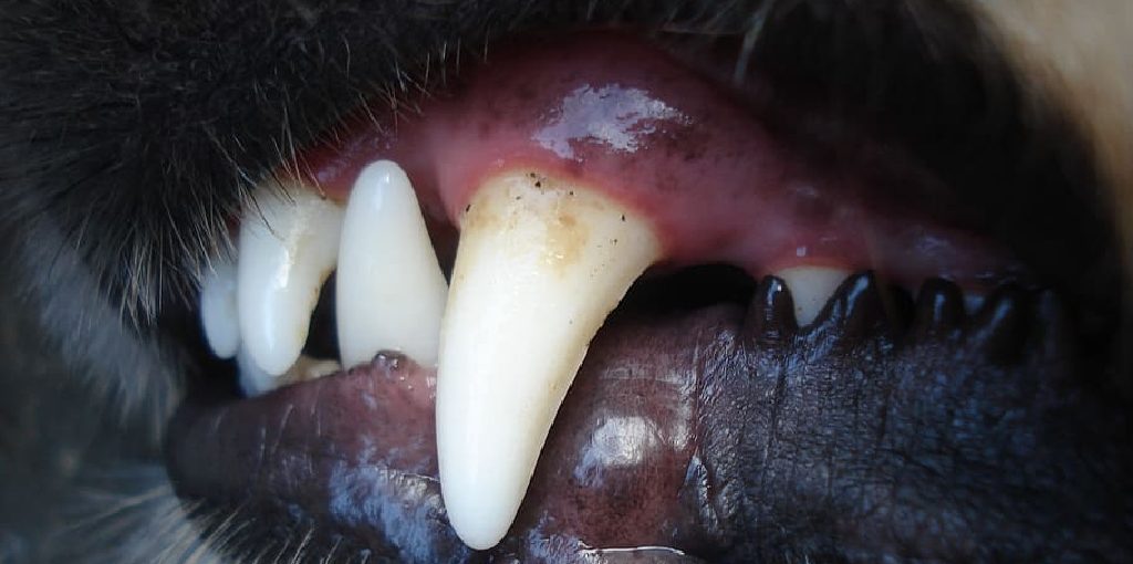How to Get Sharp Canine Teeth Naturally
