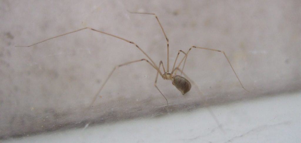 How to Keep Bugs and Spiders Out of Garage