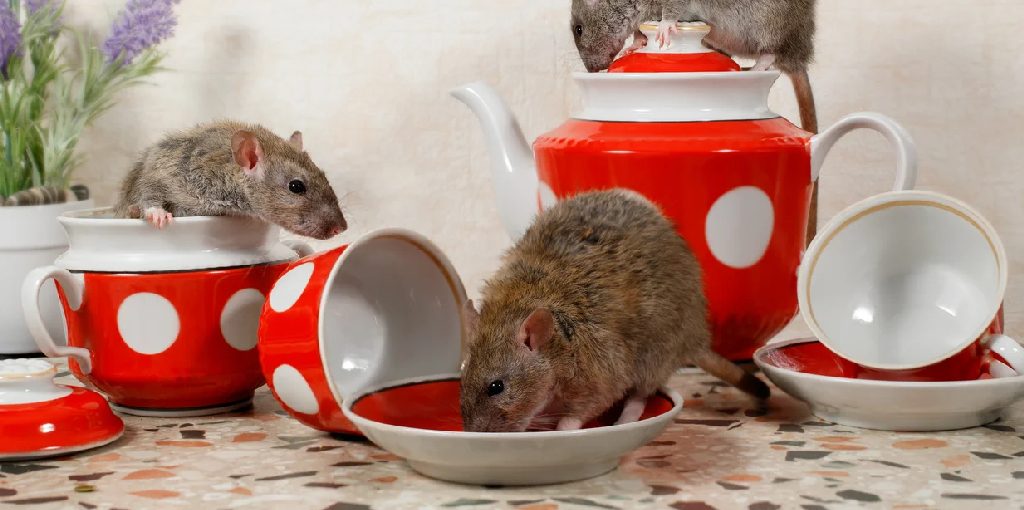 This article discusses how to keep rats away from your house without harming them by using humane methods for pest control. You should start by looking for any possible food sources available to the rats.