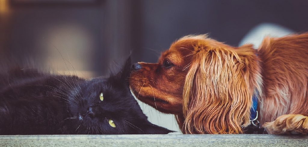 How to Socialize a Puppy With a Cat