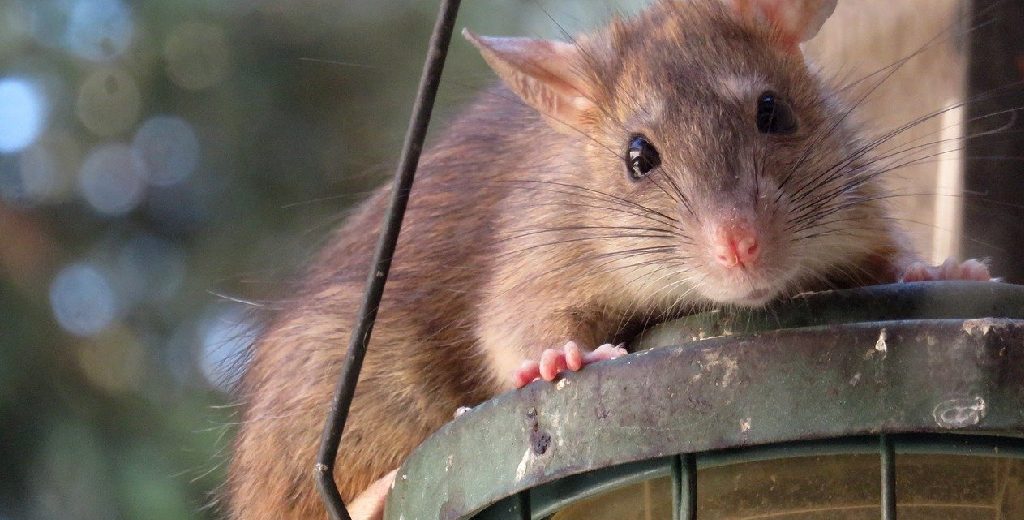 How to Stop Rats Getting Under Roof Tiles