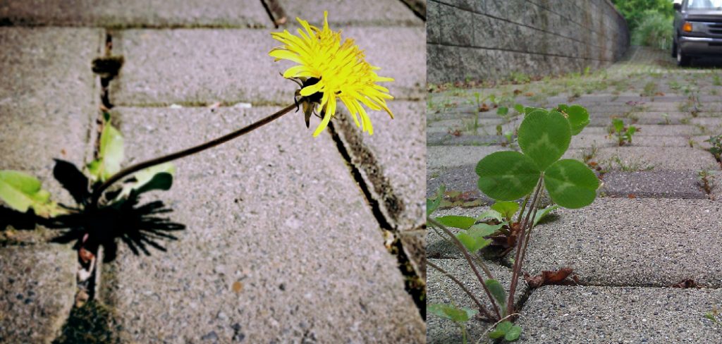 How to Stop Weeds Growing Between Concrete Slabs