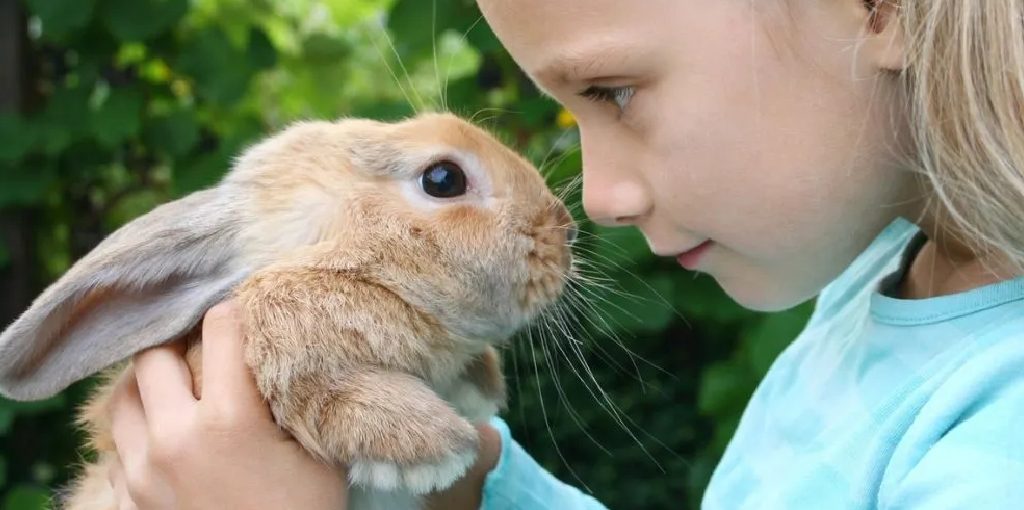 How to Teach Your Rabbit to High Five