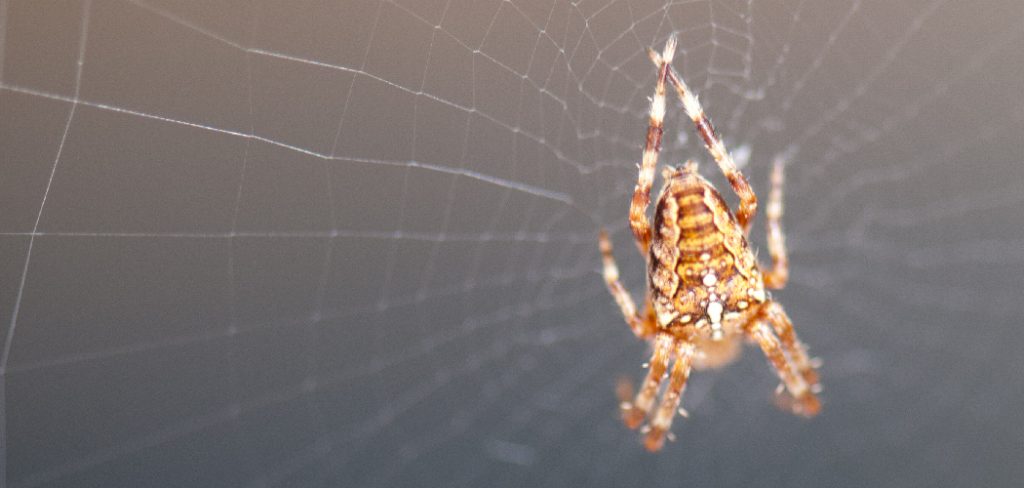 How to Use Peppermint Oil to Get Rid of Spiders
