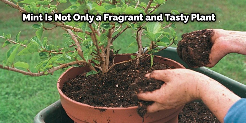 Mint is not only a fragrant and tasty plant but also inhibits the growth of termites with its strong smell