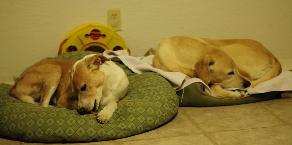 How to Keep Dog Off Rug