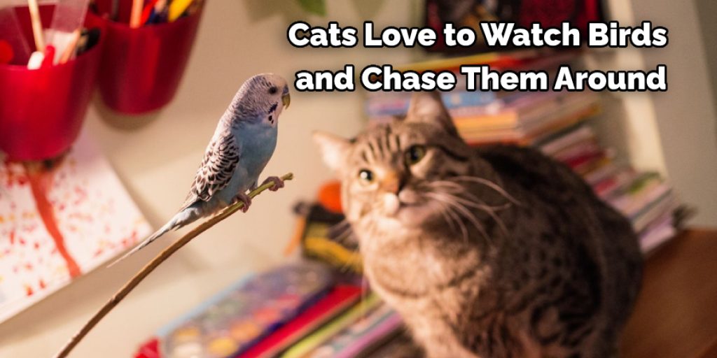 Cats Love to Watch Birds  and Chase Them Around