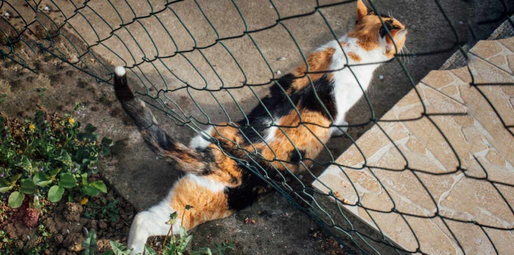 How to Keep Cat From Jumping Fence